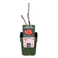 Ribes rubrum 'Jonkheer van Tets' (Ribes Rosso) - Ø13cm - ↕45cm