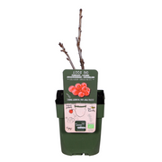 Ribes rubrum 'Jonkheer van Tets' (Red Currant) - Ø13cm - ↕45cm