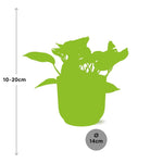 Load image into Gallery viewer, Epipremnum (Scindapsus) pinnatum &#39;Marble Queen&#39; in ELHO Vibes Fold, Yellow, Ø14cm ↕15cm
