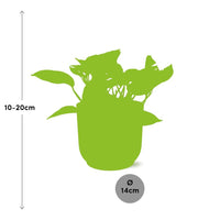Epipremnum (Scindapsus) pinnatum 'Marble Queen' in ELHO Vibes Fold, Yellow, Ø14cm ↕15cm