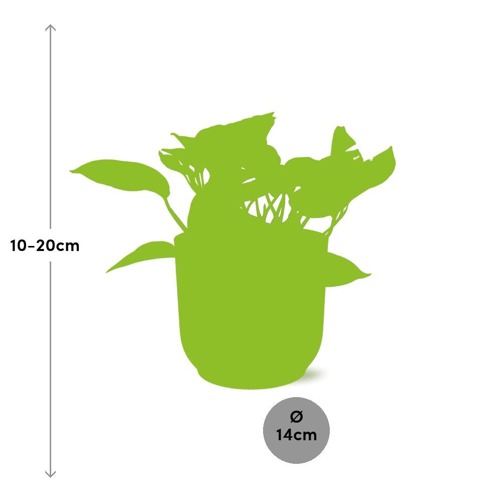 Epipremnum (Scindapsus) pinnatum 'Marble Queen' in ELHO Vibes Fold, Yellow, Ø14cm ↕15cm