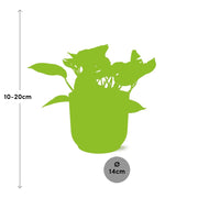 Epipremnum (Scindapsus) pinnatum 'Marble Queen' in ELHO Vibes Fold, Yellow, Ø14cm ↕15cm