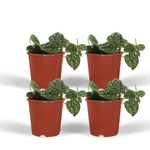 Load image into Gallery viewer, Scindapsus pictus - Epipremnum - 4 plants - ⌀12 - ↕15cm
