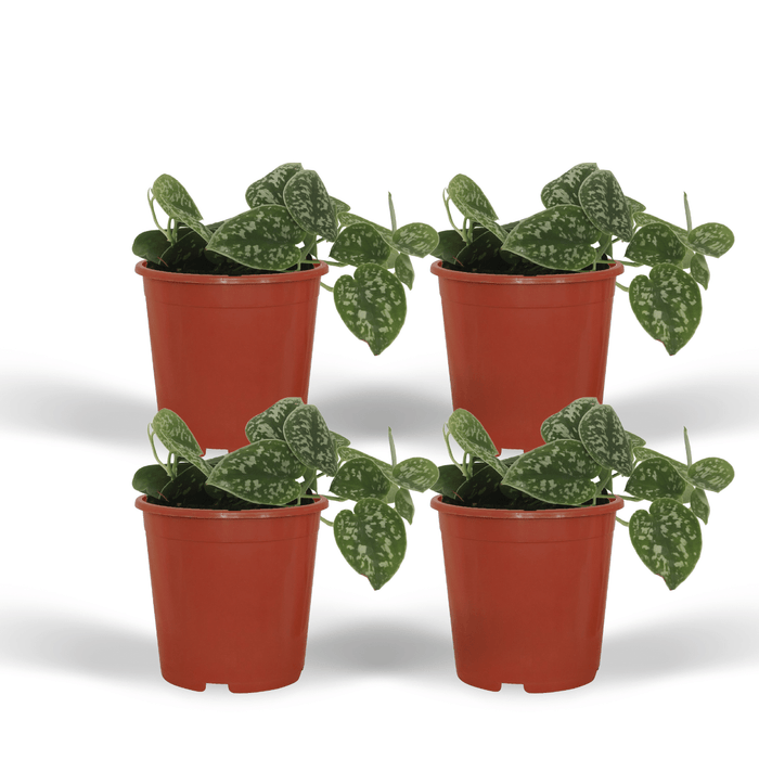 Scindapsus pictus - Epipremnum - 4 plants - ⌀12 - ↕15cm