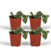 Scindapsus pictus - Epipremnum - 4 plants - ⌀12 - ↕15cm