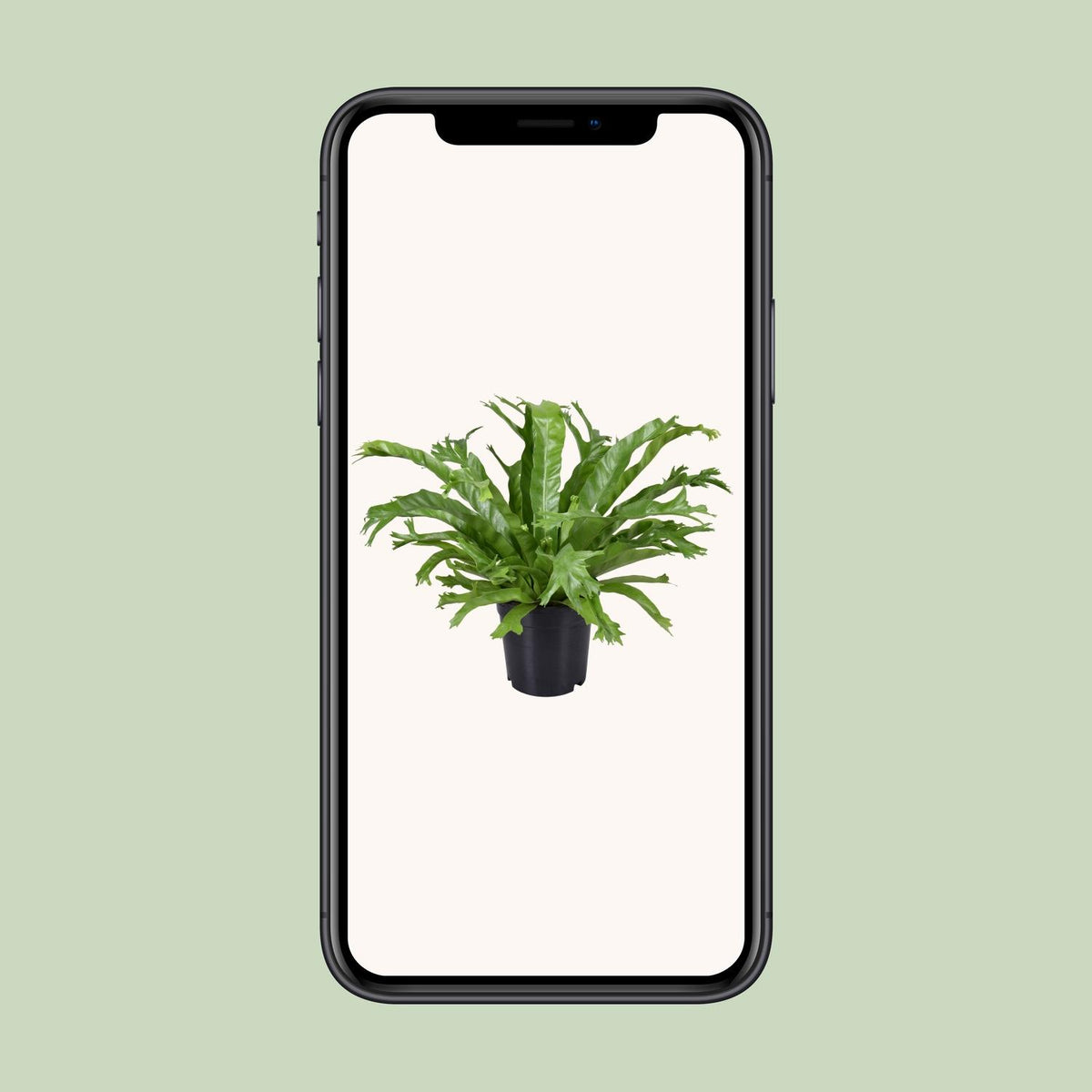 Asplenium nidus 'Crissie' - Ø17cm - ↕40cm