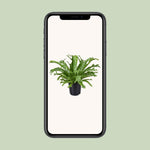 Load image into Gallery viewer, Asplenium nidus 'Crissie' - Ø17cm - ↕40cm