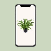 Asplenium nidus 'Crissie' - Ø17cm - ↕40cm