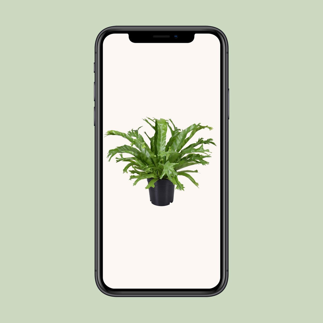 Asplenium nidus 'Crissie' - Ø17cm - ↕40cm