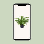 Asplenium nidus 'Crissie' - Ø17cm - ↕40cm