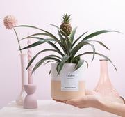 Ananas Rosita Gift 