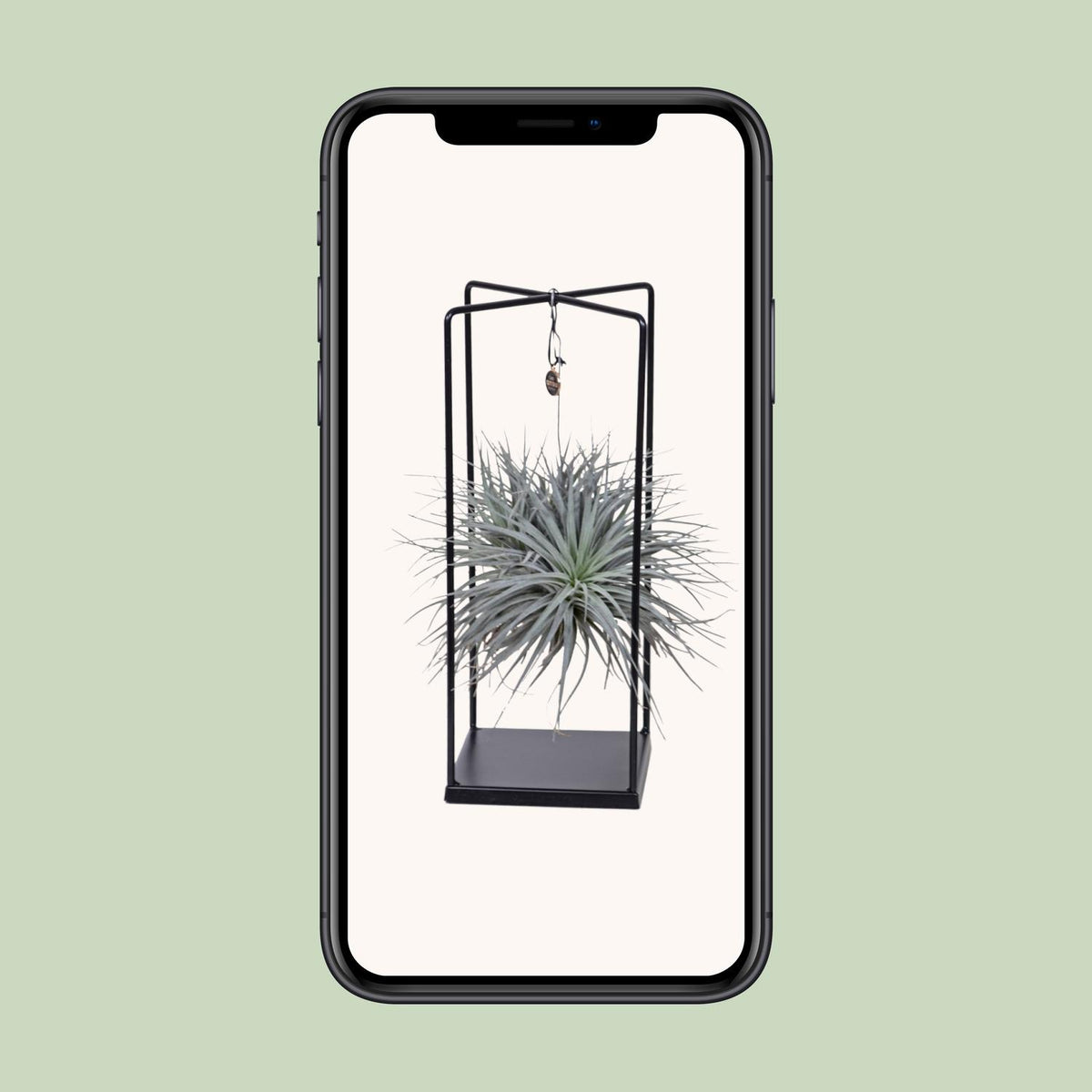 Tillandsia Mix - Ø20cm - ↕20cm