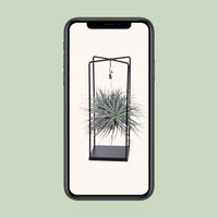 Tillandsia Mix - Ø20cm - ↕20cm