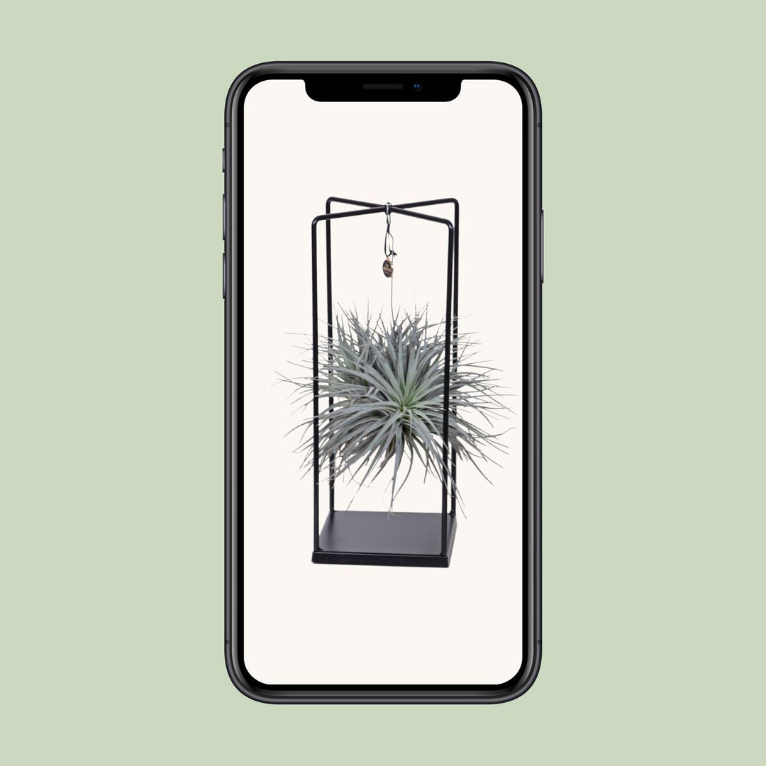 Tillandsia Mix - Ø20cm - ↕20cm