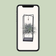 Tillandsia Mix - Ø20cm - ↕20cm