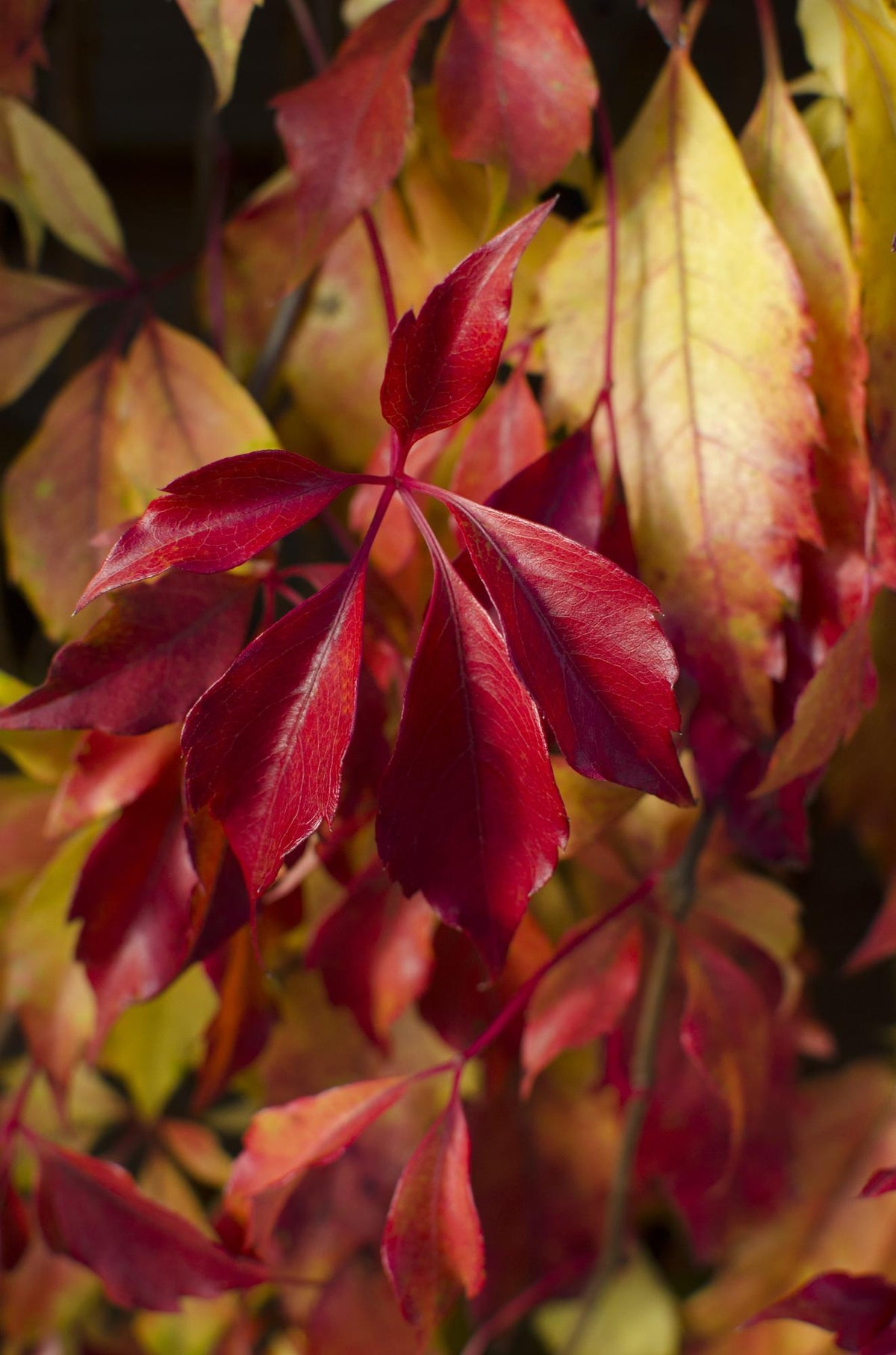 Parthenocissus henryana (Vite del Canada) - Ø15cm - ↕65cm