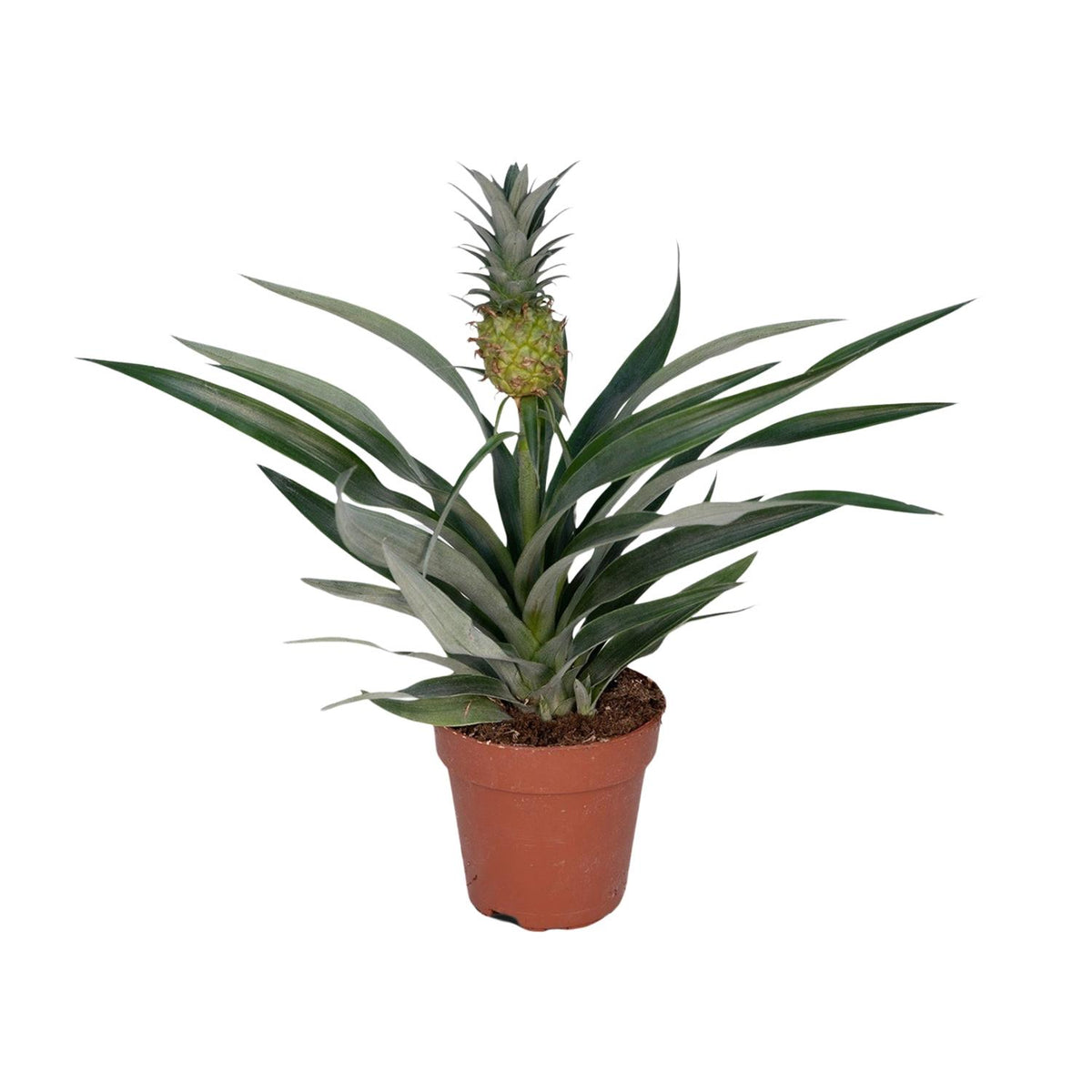 Ananas comosus (Bromelia 'Pineapple') - Ø12cm - ↕30cm