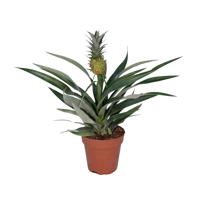 Ananas comosus (Bromelia 'Pineapple') - Ø12cm - ↕30cm