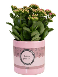 Kalanchoe Pink In P&PURE "SPECIAL POUR TOI" - Ø12cm - ↕27cm