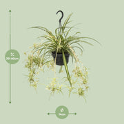 Chlorophytum comosum variegatum - Ø14cm - ↕55cm