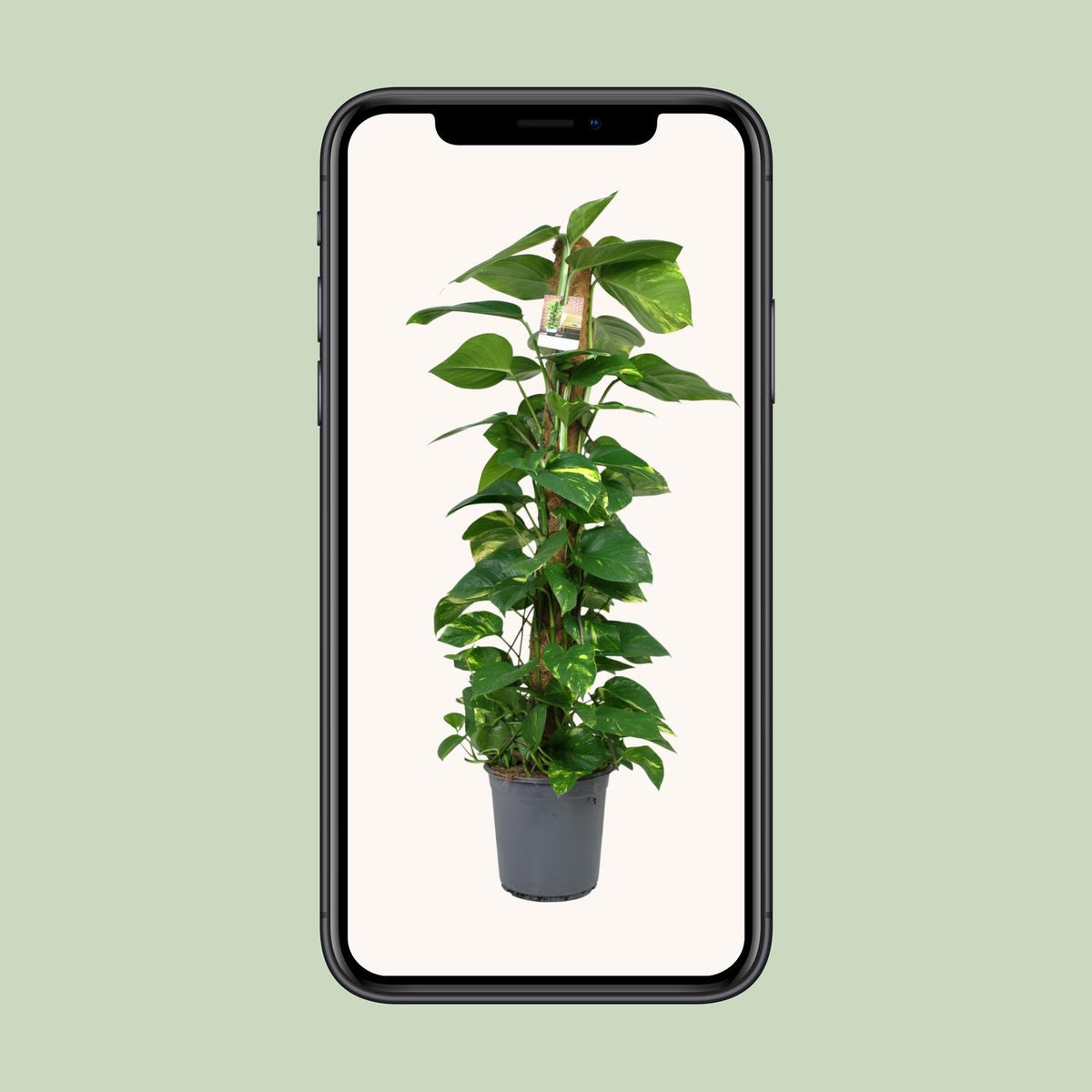 Epipremnum (Scindapsus) - Ø24cm - ↕120cm