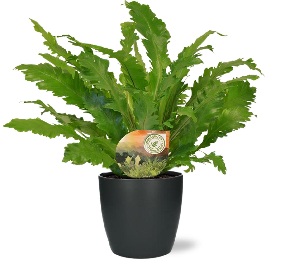 Asplenium nidus 'Campio' - Ø17cm - ↕50cm + Vaso Brussels, Antracite, D18x17cm