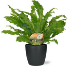 Load image into Gallery viewer, Asplenium nidus 'Campio' - Ø17cm - ↕50cm + Pot Brussels, Anthracite, D18x17cm
