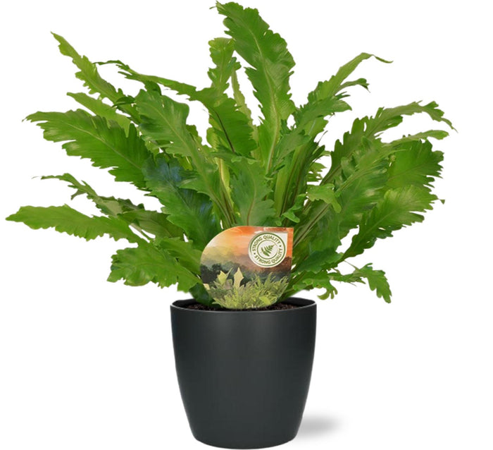 Asplenium nidus 'Campio' - Ø17cm - ↕50cm + Pot Brussels, Anthracite, D18x17cm