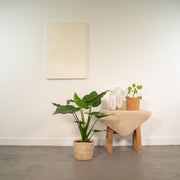 Alocasia cucullata in Selin Basket - Ø19cm - ↕65cm