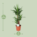 Load image into Gallery viewer, Yucca - Ø21cm - ↕90cm