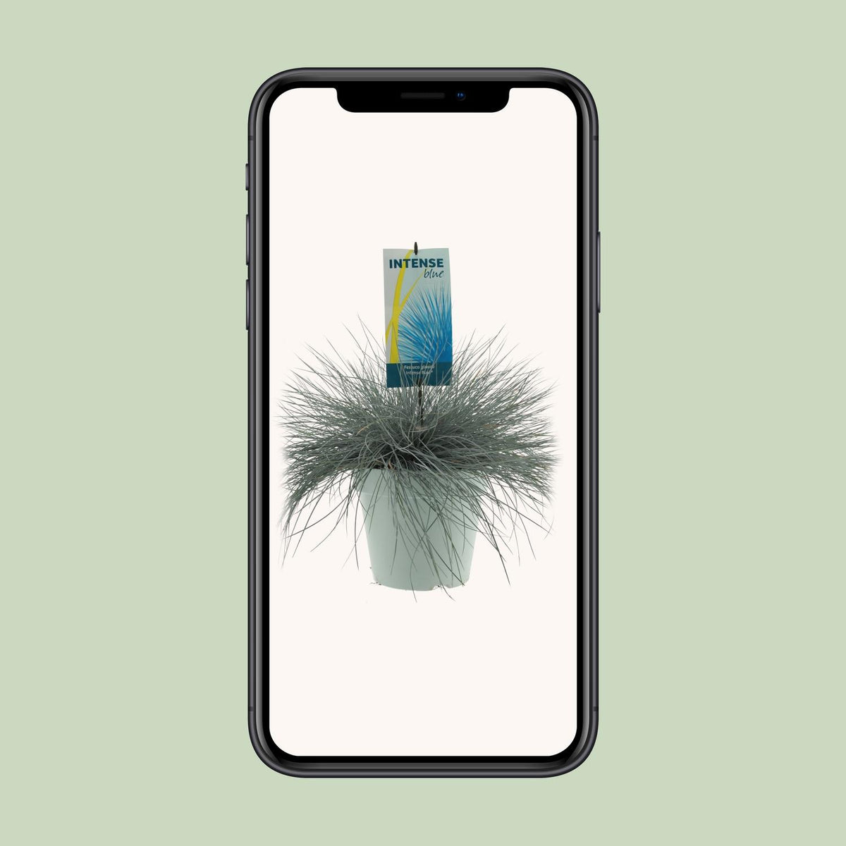 Festuca glauca 'Intense Blue' - Ø23cm - ↕50cm