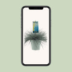 Load image into Gallery viewer, Festuca Glauca Intense Blue - Ø23cm - ↕50cm
