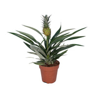 Ananas comosus (Bromelia 'Pineapple') - Ø12cm - ↕30cm
