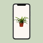 Load image into Gallery viewer, Asplenium antiquum - Ø12cm - ↕25cm