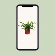 Asplenium antiquum - Ø12cm - ↕25cm