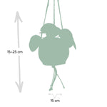 Load image into Gallery viewer, Kokedama Pilea peperomiodes - Ø15cm - ↕20cm