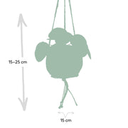 Kokedama Pilea peperomiodes - Ø15cm - ↕20cm