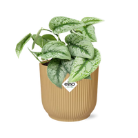 Scindapsus pictus ‘Trebie’ in vaso ELHO Vibes Fold, Giallo, Ø14cm - ↕15cm