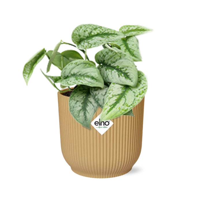 Scindapsus pictus ‘Trebie’ in ELHO Vibes Fold Pot, Yellow, Ø14cm - ↕15cm