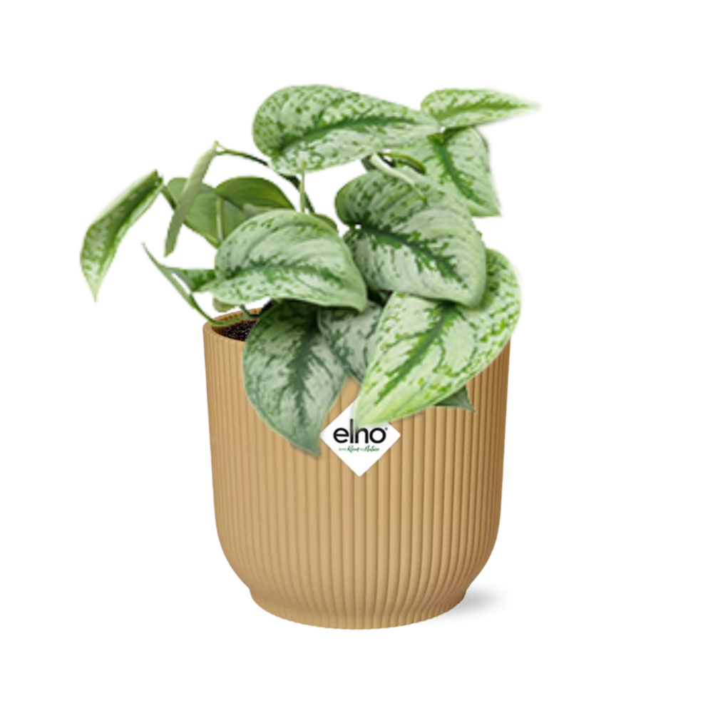 Scindapsus pictus ‘Trebie’ in ELHO Vibes Fold Pot, Yellow, Ø14cm - ↕15cm