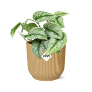 Scindapsus pictus ‘Trebie’ in ELHO Vibes Fold Pot, Yellow, Ø14cm - ↕15cm