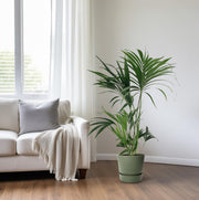 Howea Forsteriana (Kentia) - Ø24cm - ↕130cm