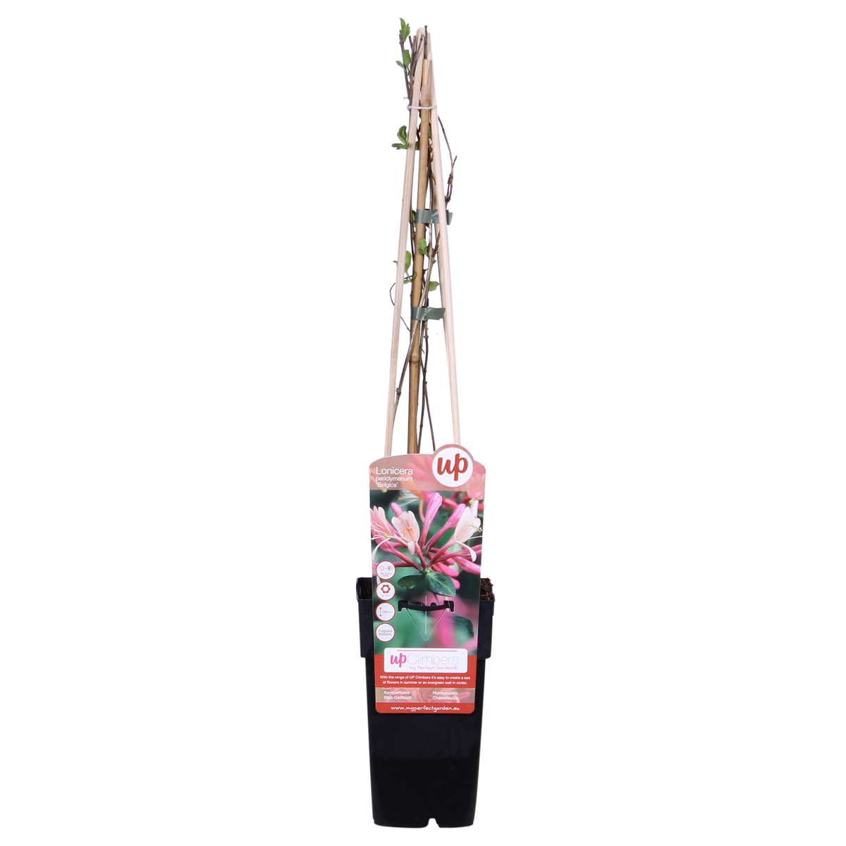 Lonicera periclymenum 'Belgica' - 3 piante - Ø15cm ↨65cm