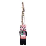 Load image into Gallery viewer, Lonicera periclymenum &#39;Belgica&#39; - 3 plants - ↨65cm - Ø15
