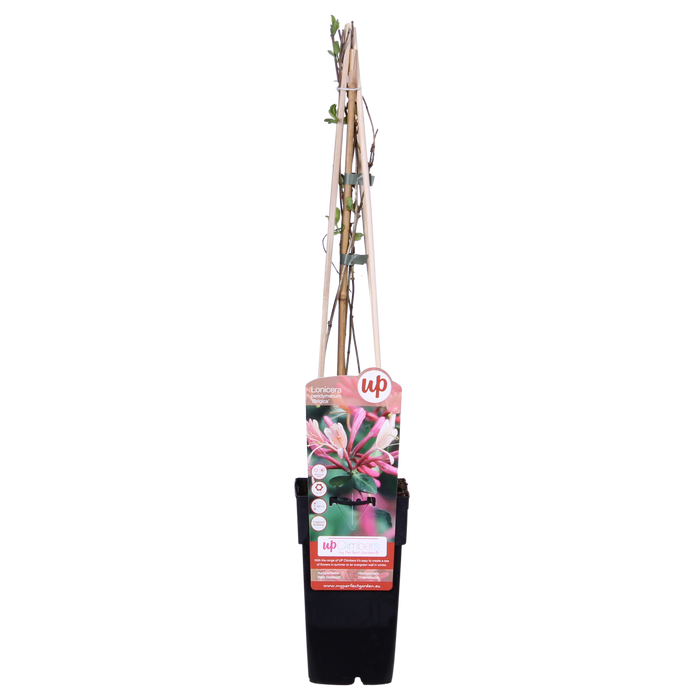 Lonicera periclymenum 'Belgica' - 3 plants - ↨65cm - Ø15