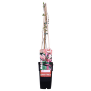 Lonicera periclymenum 'Belgica' - 3 plants - ↨65cm - Ø15