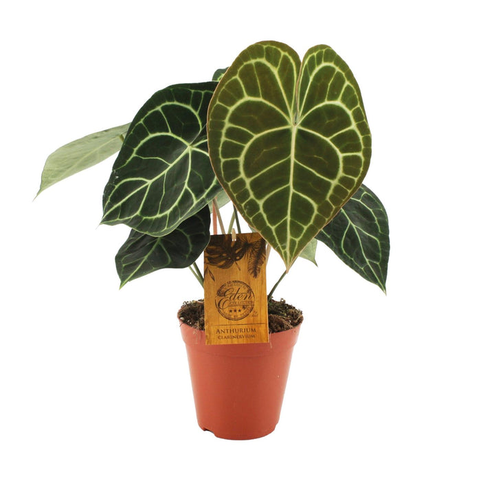 Anthurium clarinervium - Ø15cm - ↕25cm
