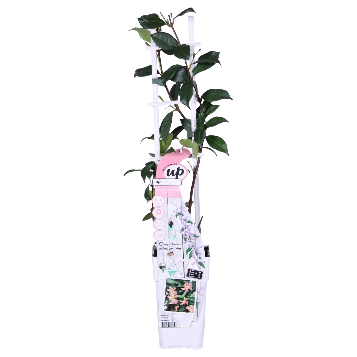Trachelospermum 'Star of Ibiza' - Gelsomino di Toscana Rosa - Ø15cm - ↕65cm