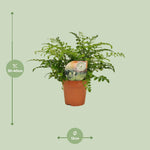 Load image into Gallery viewer, Asplenium parvati - Ø12cm - ↕35cm