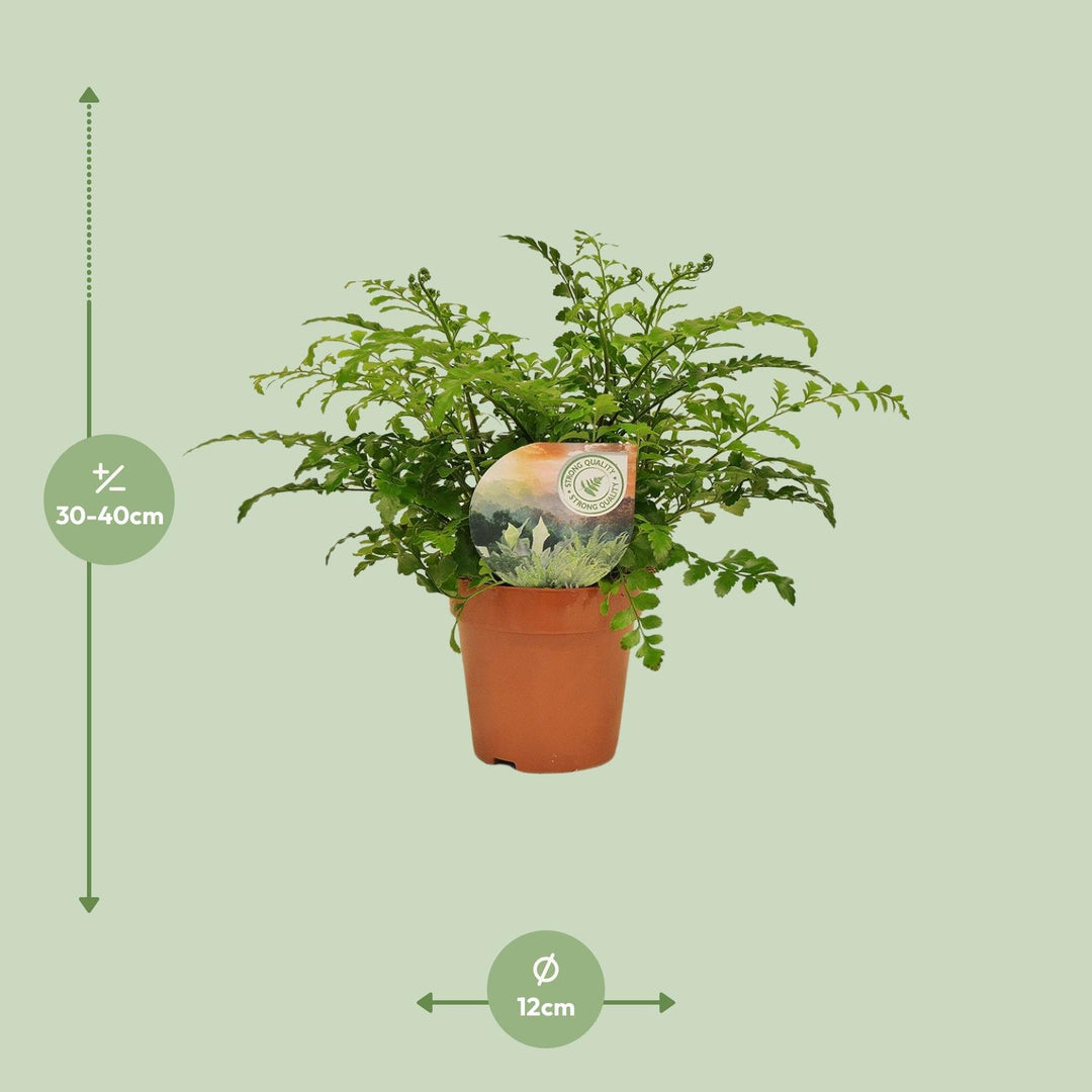 Asplenium parvati - Ø12cm - ↕35cm